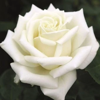 1674956727_dubabah-club-p-roza-aislend-vkontakte-28