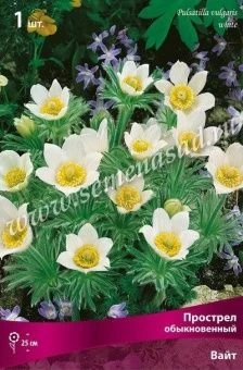 00037978_Прострел обыкновенный Альба (белый) (ПОИС