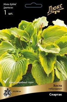 hosta_gibrid_spartak_kaper