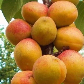 abrikos_chempion_severa