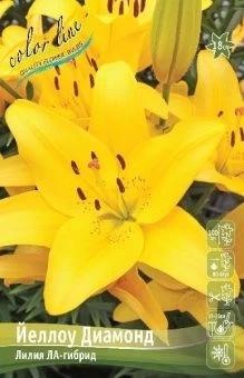 Lilium Yellow Diamond