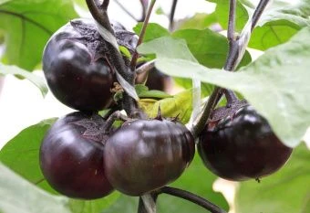 ЦБ-00023323_Баклажан Фиолетовый шар 0.1г (Агрос) 1