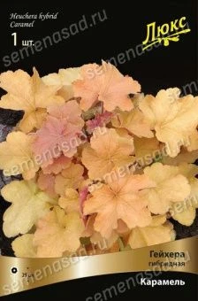 geihera_gibrid_karamel_kaper