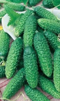 00018959_Огурец Герман 6шт БП (УД)