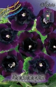 00036215_Глоксиния  Виоланцеа 3шт (КолорЛайн)