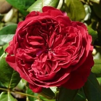 imgonline-com-ua-CompressBySize-ST8jximOrZdgW_dsl2-ug