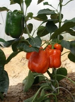 Перец Оранжевый принц 0.1г (Агрос) 1