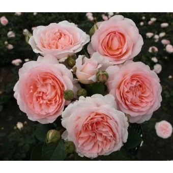 17297490_roza-kordes-floribunda-marhenzauber-s2