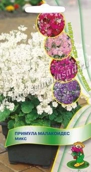 Примула малакоидес Микс 0,01г (ПОИСК)