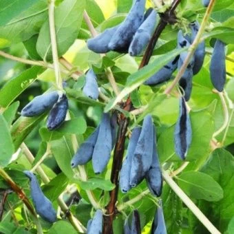 54b9-20f42f9b49ec75ef120c7719bafbca87-0-1-900x900