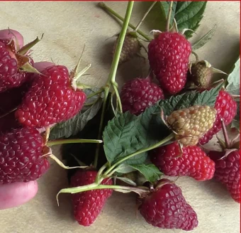 00044136_Малина ремонтантная Самохвал (ПОИСК)