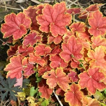 00043598_Гейхера (Хеухера) Тирамису  гибридная (ПО