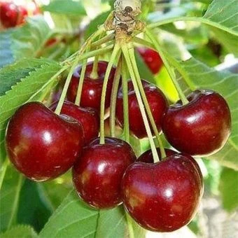 vishnya-michurinskaya