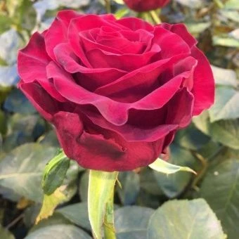 00032945_Роза Гладиатор чайно-гибридная (Татарстан