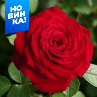 gb310klz7gnmhokk5a9je5qqyftdzuvy