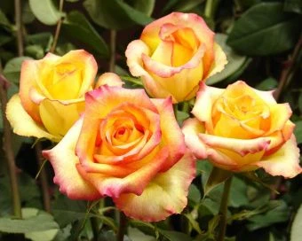 0a19995b7927c3313b778848abb1797a