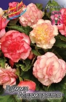 00036165_Бегония Вумми Мармората 3шт (КолорЛайн)