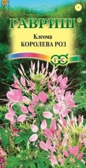 00032332_Клеома Королева роз (Гавриш)