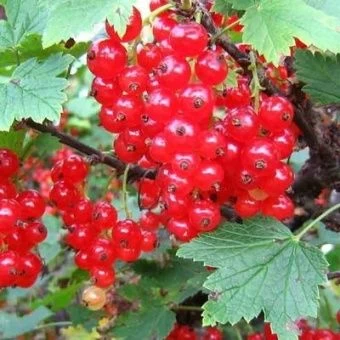 smorodina_krasnaya_asya