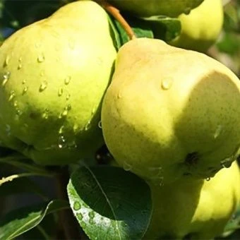 grusha_avgustovskaya_rosa