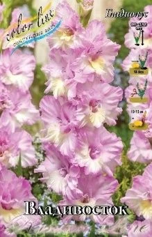 Gladiolus Vladivostok