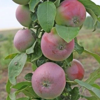 yablonya_kolon_msc_ozherele