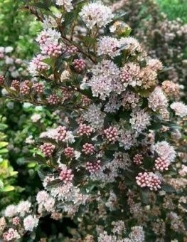 puzireplodnik_kalinolist_sweet_cherry_tea