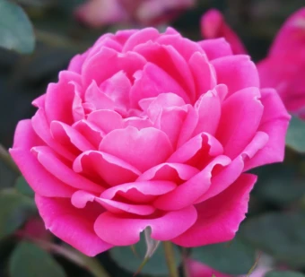 Снимок экрана 2025-10-10 113013