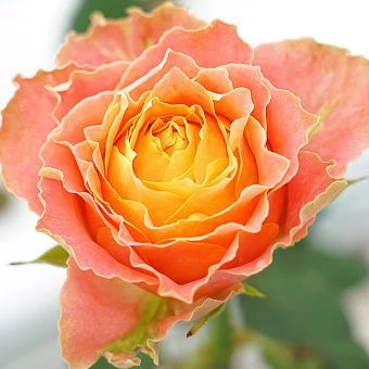 kantri-luiza-country-louise