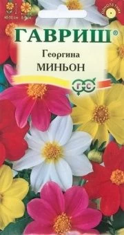 00007867_Георгина Миньон смесь (Гавриш) 11000 00007867_Георгина Миньон смесь (Гавриш) 11000