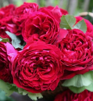 Снимок экрана 2025-10-10 110052