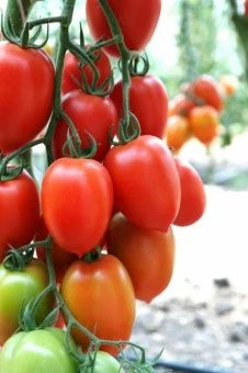 Томат Агрос Хит F1 5шт (Агрос) 1