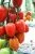 Томат Агрос Хит F1 5шт (Агрос) 1 Томат Агрос Хит F1 5шт (Агрос) 1