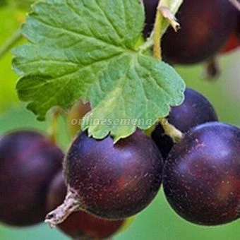 Крыжовник Орленок  (ПОИСК)