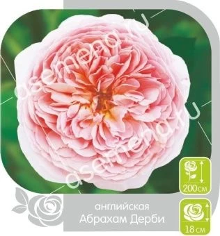 00016294_Роза Абрахам Дерби чайно-гибридная в коро