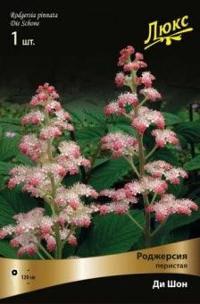 rodzhersia_perist_di_shon_kaper