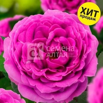 00043062_Роза Найт Сити патио (Барнаул)