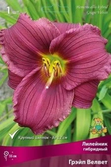 lileinik greip velvet 2020