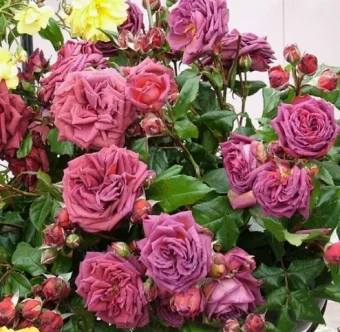 Снимок экрана 2025-10-13 151749