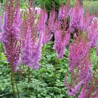 astilba_china_purpurkerce