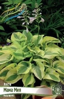 Hosta Mama Mia