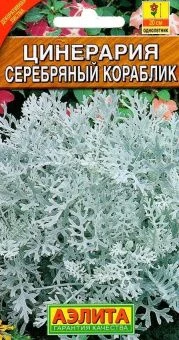 00005220_Цинерария Серебряный кораблик (Аэлита)
