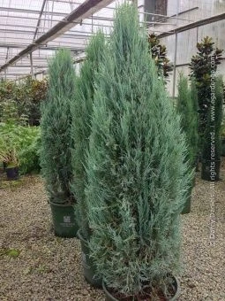 Juniperus scopulorum Blue Ivory