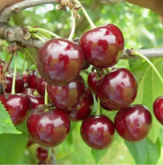 Снимок экрана 2025-12-19 103410