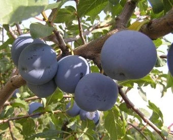 2gj497q7daam03h2ioez64yw2srg8j8v