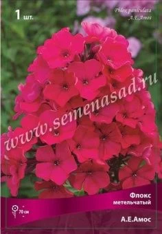 00037991_Флокс А.Е.Амос метельчатый (ПОИСК)