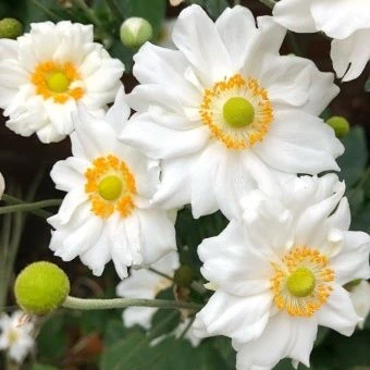 00043574_Анемона Вёлвинд гибридная (ПОИСК)