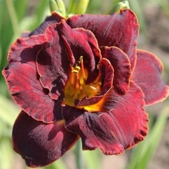 00043649_Лилейник гибридный Найт Эмберс (ПОИСК)