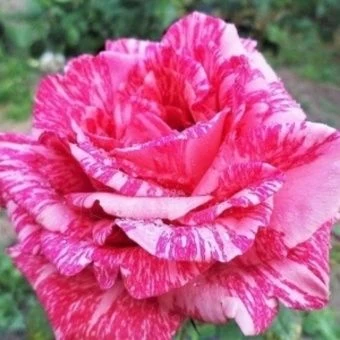 imgonline-com-ua-CompressBySize-p5w4WoJVJpxxs (1)