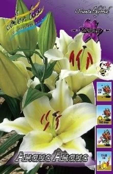 00036043_Лилия Анаис Анаис ВГ 5шт (КолорЛайн)